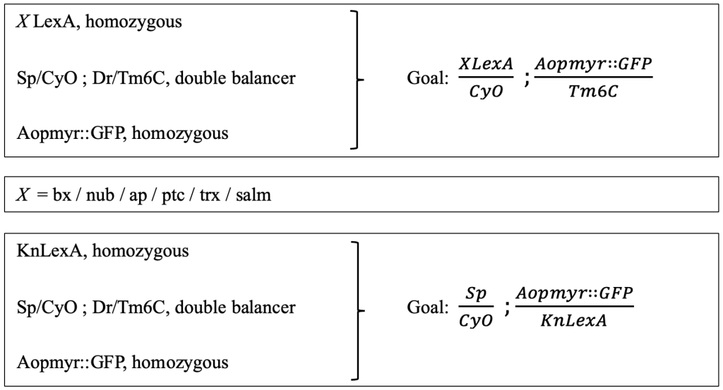 Figure 2.2: Presentation of the crossing scheme aim for obtaining double balanced stocks. The original lines (left) that were used to create the goal (right). The procedure was consistent for all different LexA enhancer lines; therefore, the X is used in order to indicate each LexA enhancer line. The goal and original lines needed for KnLexA are also shown.