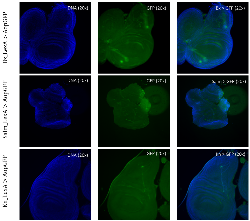 Figure 3: Negative GFP-cells in tissue samples from LexA promoter for GAL4 expression in Drosophila. BxLexA, SalmLexA, KnLexA, showed no expression sites of GFP-positive cells within the imaginal wing disk of Drosophila. The GFP scan shows that there is only background colouring for these driver lines.
