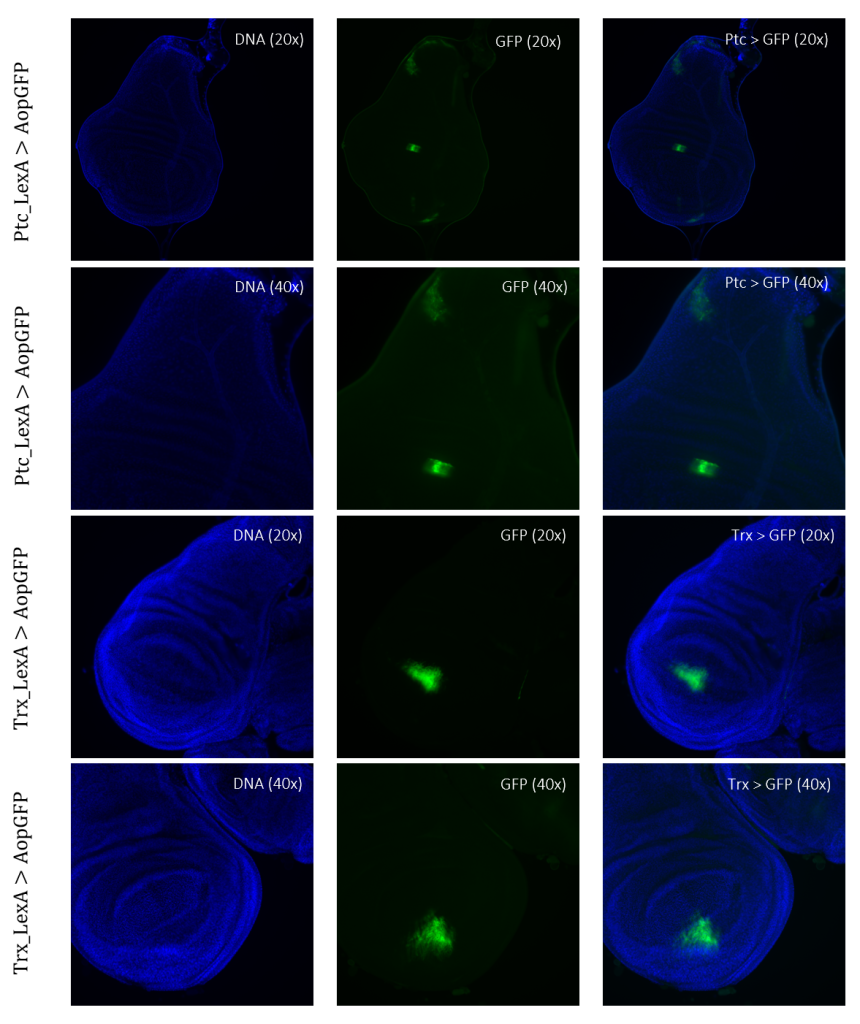 Figure 4: Tissue samples from LexA promoter for GAL4 expression in Drosophila. GFP-positive cells were observable in different regions of the imaginal wing disk of Drosophila for driver lines Ptc(54926)LexA and TrxLexA. PtcLexA showed fragmented expression within the wing disk, including the wing pouch and notch. TrxLexA showed a restricted region of positive GFP cells in the pouch area of the imaginal wing disk.