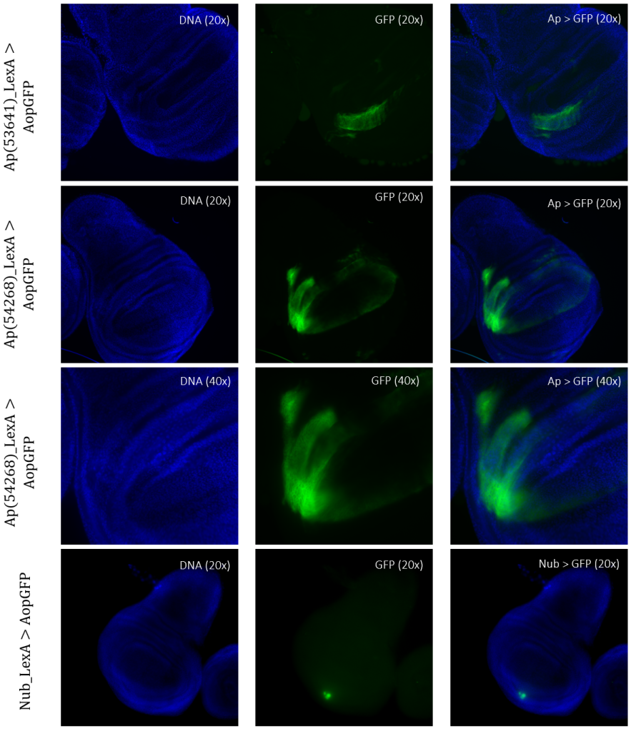 Figure 5: Tissue samples from LexA promoter for GAL4 expression in Drosophila. GFP-positive cells were observable in different regions of the imaginal wing disk of Drosophila for driver lines Ap(53641)LexA, Ap(54268)LexA, and NubLexA. Both ApLexA lines had GFP-positive cells in the dorsal region of the wing pouch, where the expression pattern of Ap(54268) was also present in the wing thorax. NubLexA showed three small fragments of GFP-positive cells within the ventral region of the wing pouch.