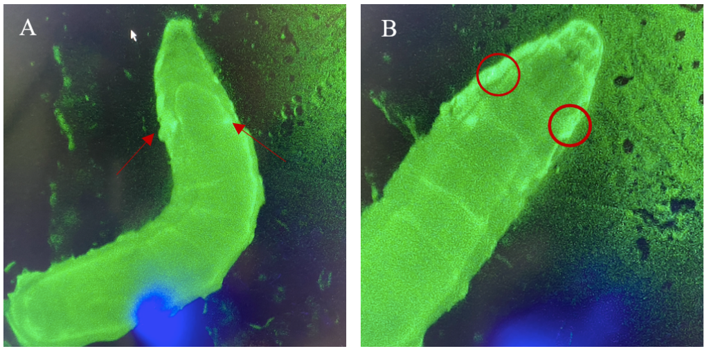 Figure 6: 3rd instar larvae with NubLexA promoter for GAL4 expression in the imaginal wing disc. The GFP-positive region was identified in the anterior region of the larvae as a small circle with a brighter colour on both the left and the right side of the organism. The figure shows one larva to the left (A) and the same larva but at a higher magnification to the right (B). The areas with expressions are highlighted with arrows and circles. 