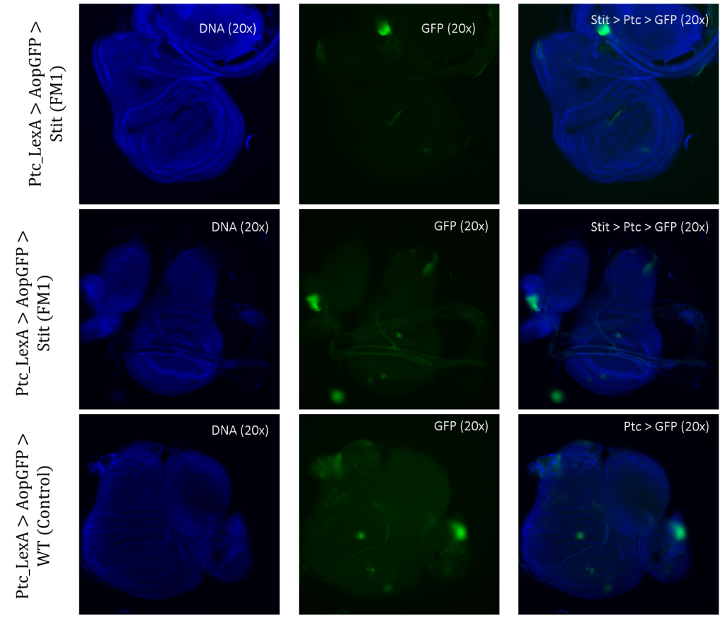 Figure 3.5: Tissue samples from PtcLexA promoter for GAL4 expression when exposed to Stit in Drosophila. Wing disk where PtcLexA>GFP is shown as fragments within the pouch and notch. Stit-transformation of cells (Stit>Ptc>GFP) leads to more diluted fragments of GFP-positive cells. The areas of GFP expression are consistent with that of the control. 