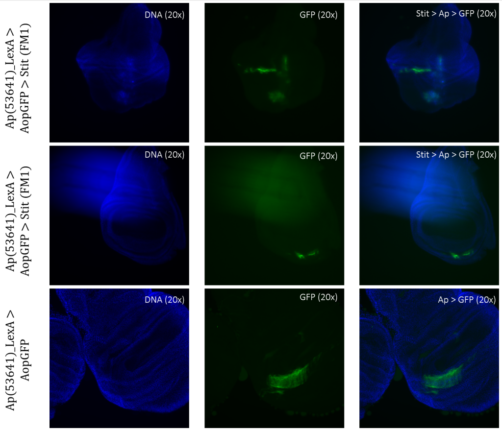 Figure 3.6: Tissue samples from ApLexA promoter for GAL4 expression when exposed to Stit in Drosophila. Wing disk where ApLexA>GFP is shown as fragments within the pouch. Stit-transformation of cells (Stit>Ap>GFP) leads to more diluted fragments of GFP-positive cells within the pouch of the imaginal wing disk. The areas of GFP expression are somewhat consistent with that of the control. 
