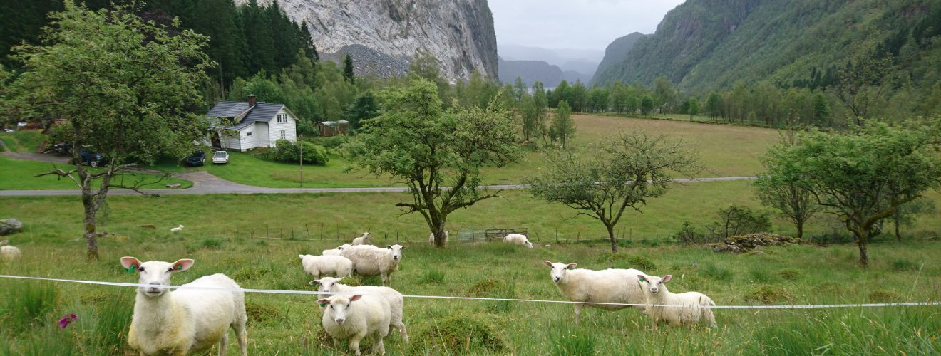 Picture of a farming site in Nordhordland featuring sheeps, trees and a farm in a Norwegian fjord