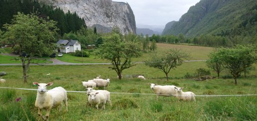 Picture of a farming site in Nordhordland featuring sheeps, trees and a farm in a Norwegian fjord