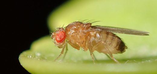 Photo of the fruit fly Drosophila melanogaster taken by alexis orion (
