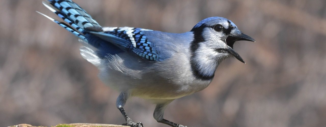 Photo of a songbird (jay) by Jack Bulmer from Pixabay